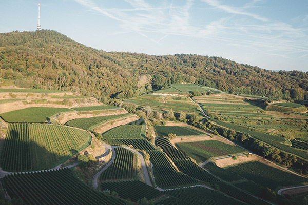 Weinlage Herrenstück