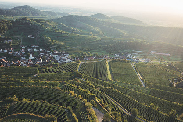 Weinlage Kühler Morgen
