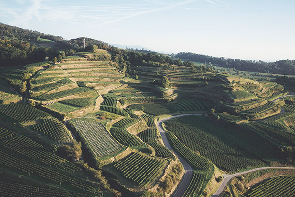 Weinlage Steinfelsen