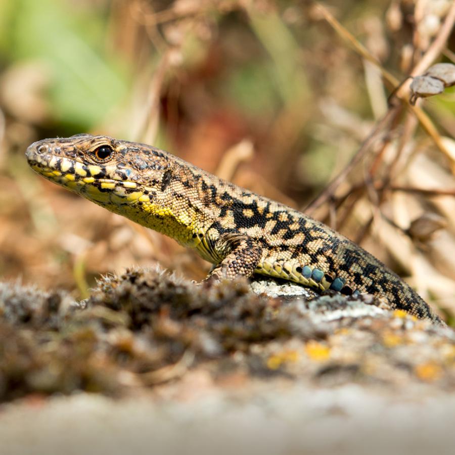 Weingeschichten in der Lösshohlgasse