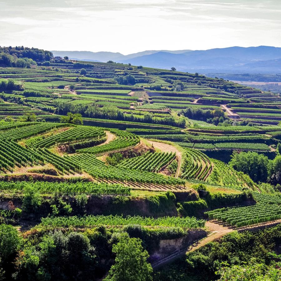 Kaiserstuhlpfad - der Qualitätsweg